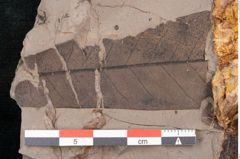Foto (Detailansicht) von Plantae indet.  (NHMW-GEO-2024-0188-11551)